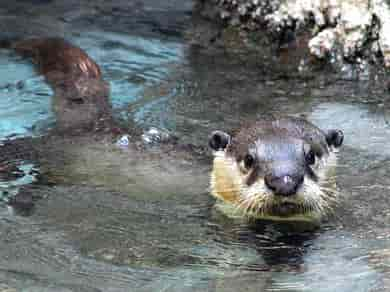 動物図鑑・ツメナシカワウソ